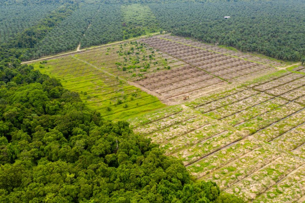 Aerial view showing deforestation, with dense forest beside cleared land for agriculture or plantations