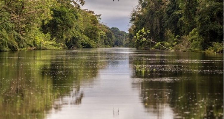 River flowing through dense woodland, reflecting the surrounding greenery
