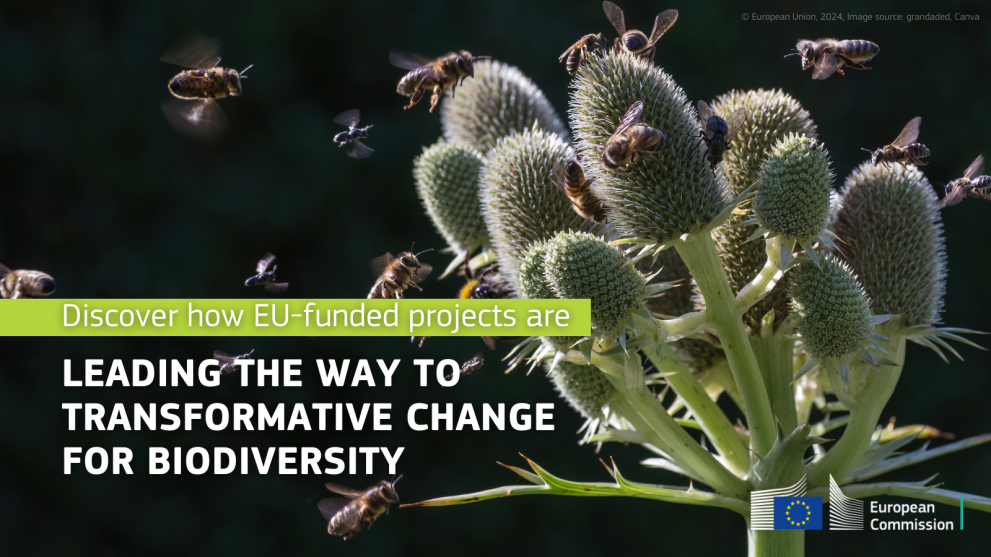 Bees pollinating a thistle flower, with text reading ‘Discover how EU-funded projects are leading the way to transformative change for biodiversity’ and the European Commission logo