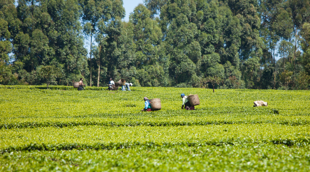 Workers harvesting tea leaves in lush green fields in Kenya