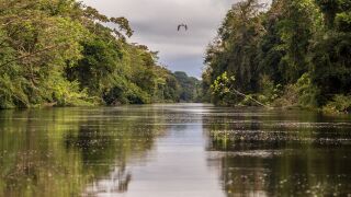 River flowing through dense woodland, reflecting the surrounding greenery