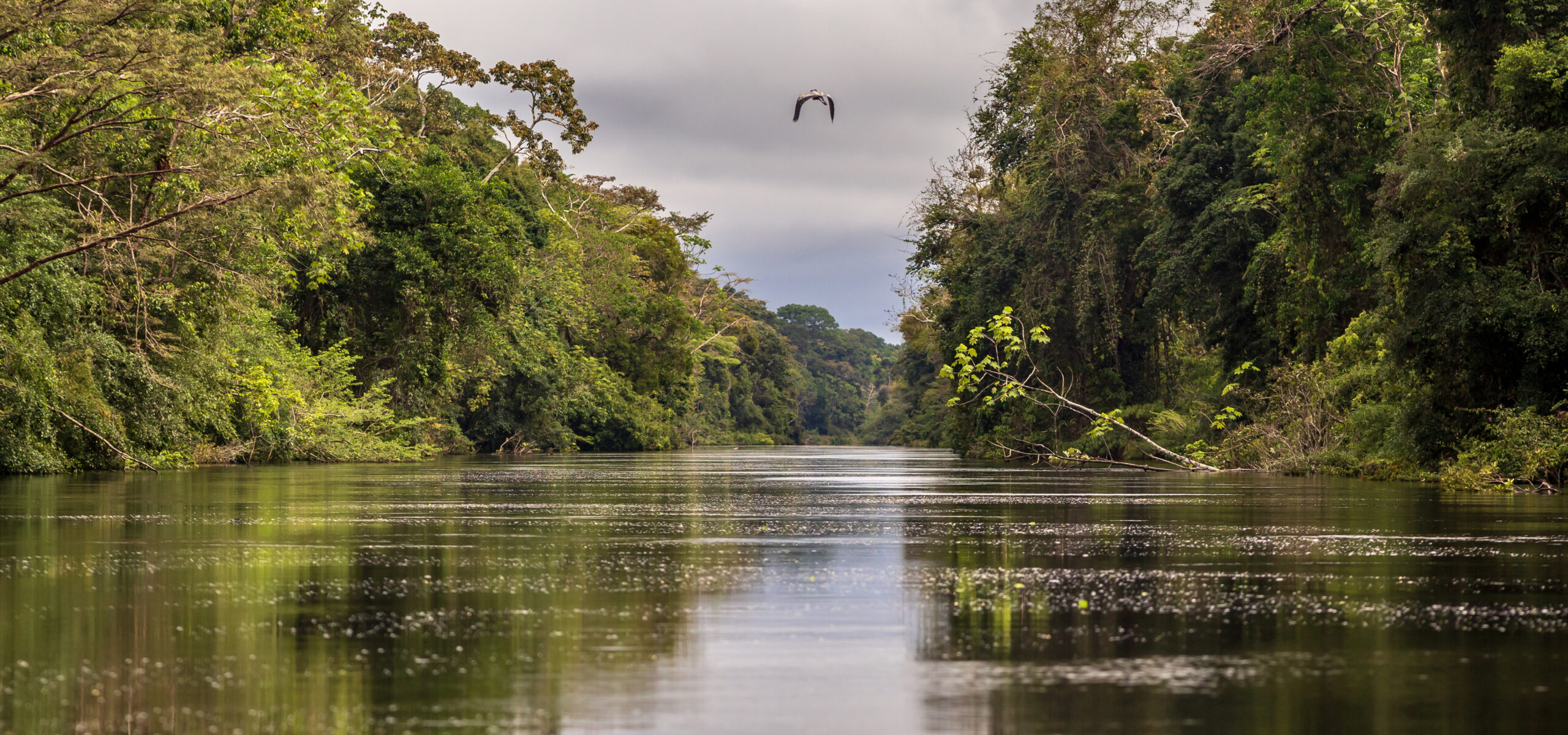 River flowing through dense woodland, reflecting the surrounding greenery