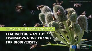 Bees pollinating a thistle flower, with text reading ‘Discover how EU-funded projects are leading the way to transformative change for biodiversity’ and the European Commission logo
