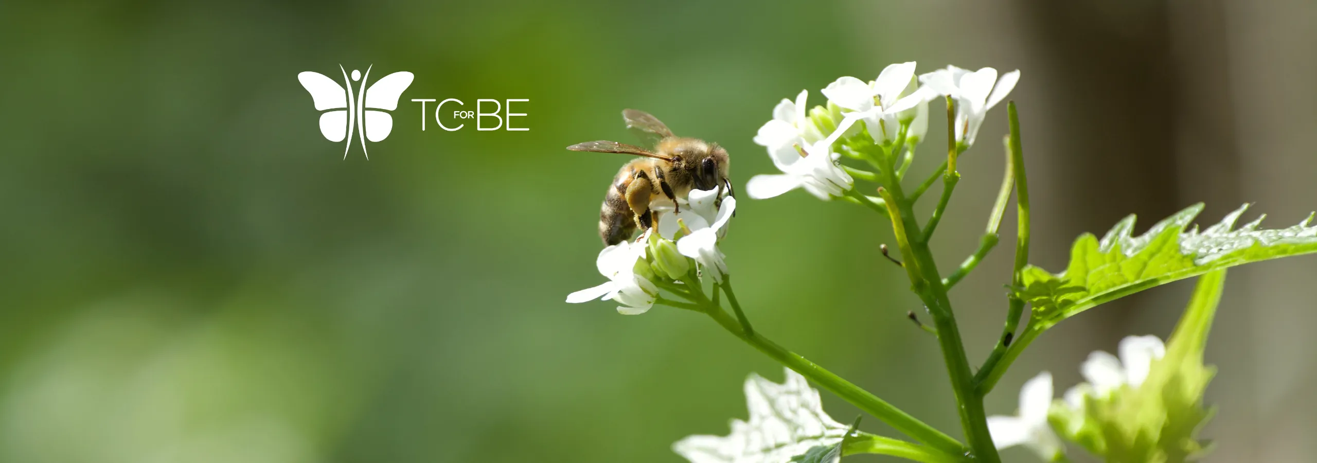 Transformational Change for Biodiversity and Ecosystem Services logo