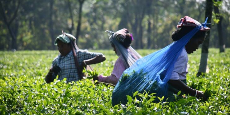 Women working on a tea plantation